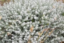 خواص کلپوره برای اسهال