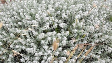 خواص کلپوره برای اسهال