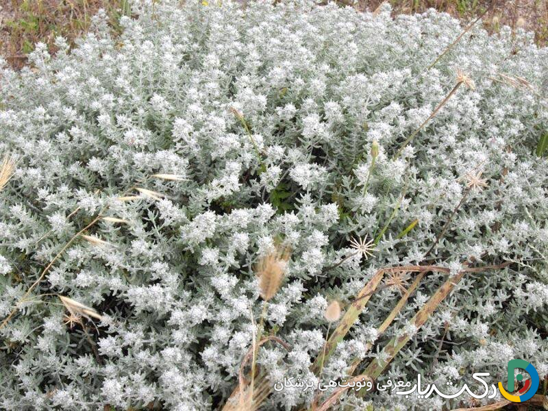 خواص کلپوره برای اسهال