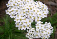 خواص بومادران (تاثیرات شگفت انگیز آن)