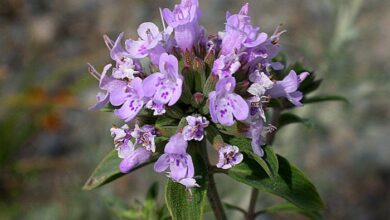 خواص کاکوتی برای قاعدگی