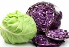 خواص کلم در بارداری