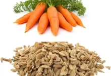 خواص تخم هویج