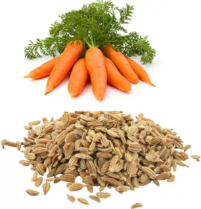 خواص تخم هویج