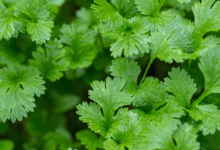 خواص گشنیز برای تنبلی تخمدان