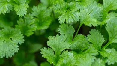 خواص گشنیز برای تنبلی تخمدان