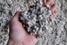 خواص پنبه دانه برای بارداری زنان