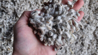 خواص پنبه دانه برای بارداری زنان