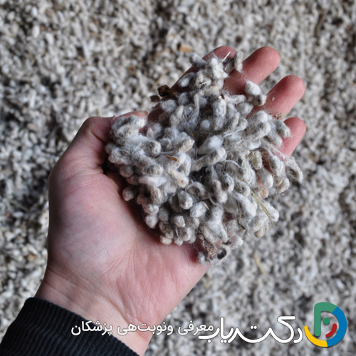 خواص پنبه دانه برای بارداری زنان