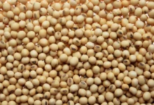 خواص سویا خشک