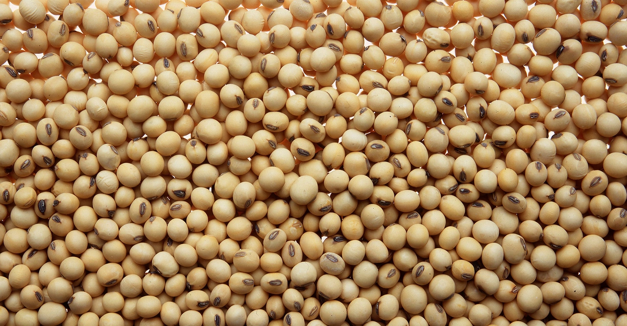 خواص سویا خشک