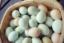 خواص تخم اردک (مرغابی)