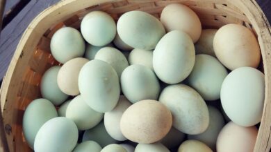 خواص تخم اردک (مرغابی)