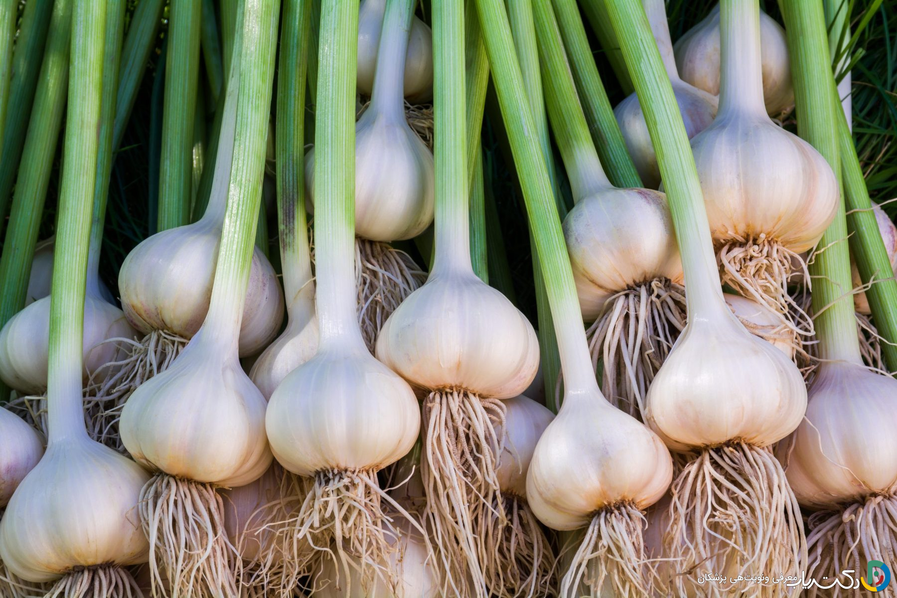 خواص سیر برای معده و روده