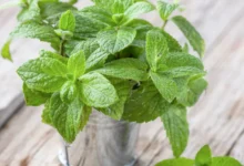 خواص نعناع برای رحم