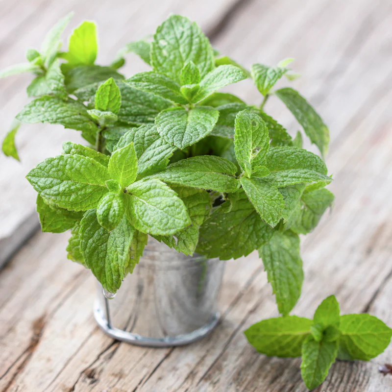 خواص نعناع برای رحم