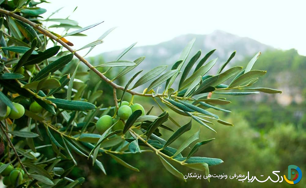 خواص برگ زیتون
