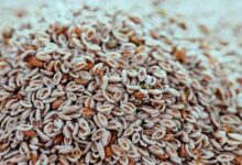 خواص بذر بارهنگ