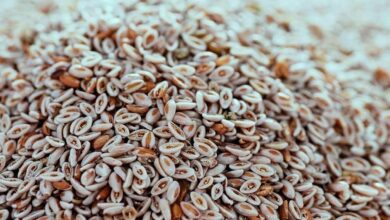 خواص بذر بارهنگ