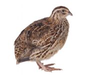 خواص بلدرچین برای مردان