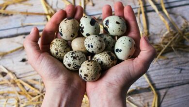 خواص تخم بلدرچین برای اسپرم