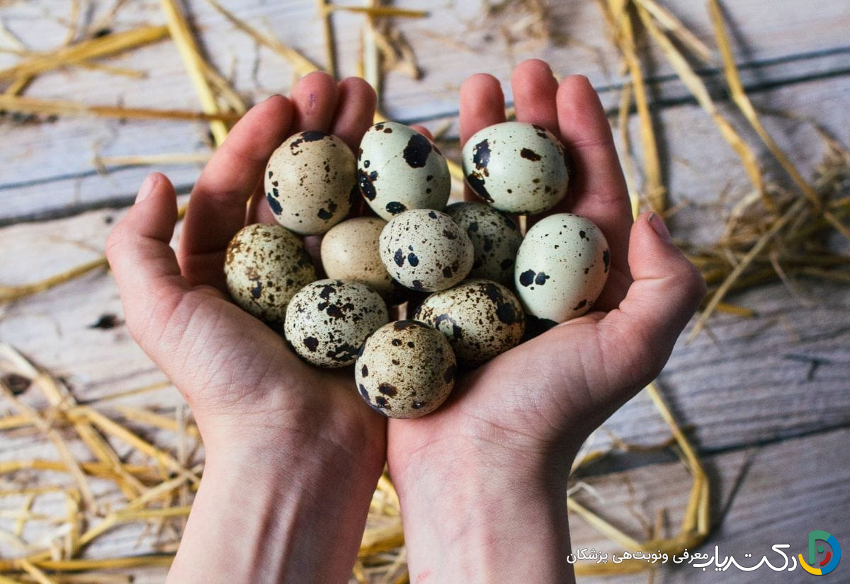 خواص تخم بلدرچین برای اسپرم