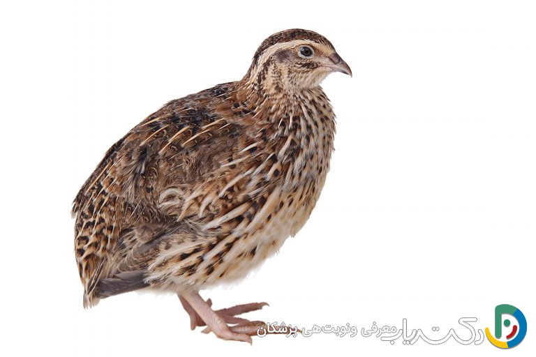 خواص بلدرچین برای مردان