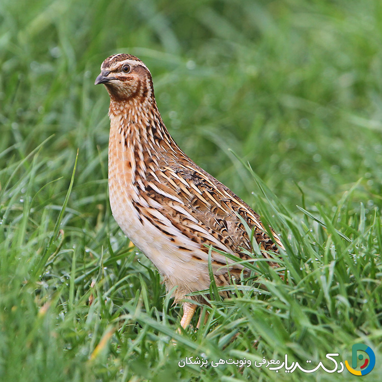 خواص بلدرچین برای زنان