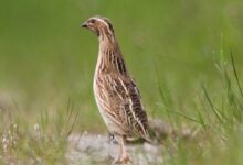 خواص بلدرچین برای اسپرم