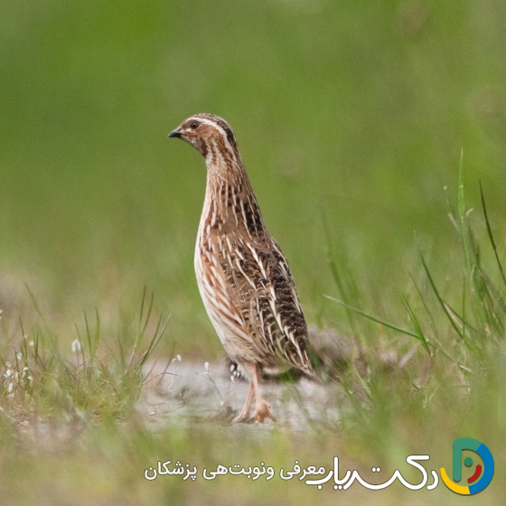 خواص بلدرچین برای اسپرم