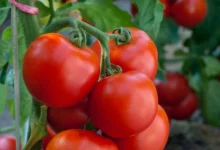 خواص گوجه فرنگی برای نعوظ