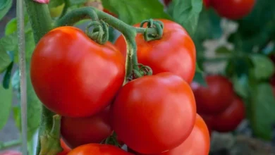 خواص گوجه فرنگی برای نعوظ