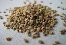 خواص زنیان برای لاغری