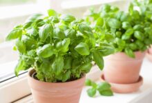 خواص ریحان برای معده