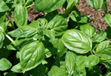 خواص ریحان برای رحم