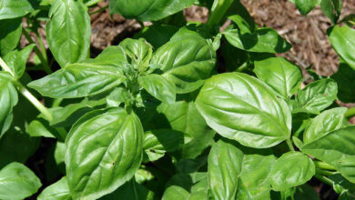 خواص ریحان برای رحم