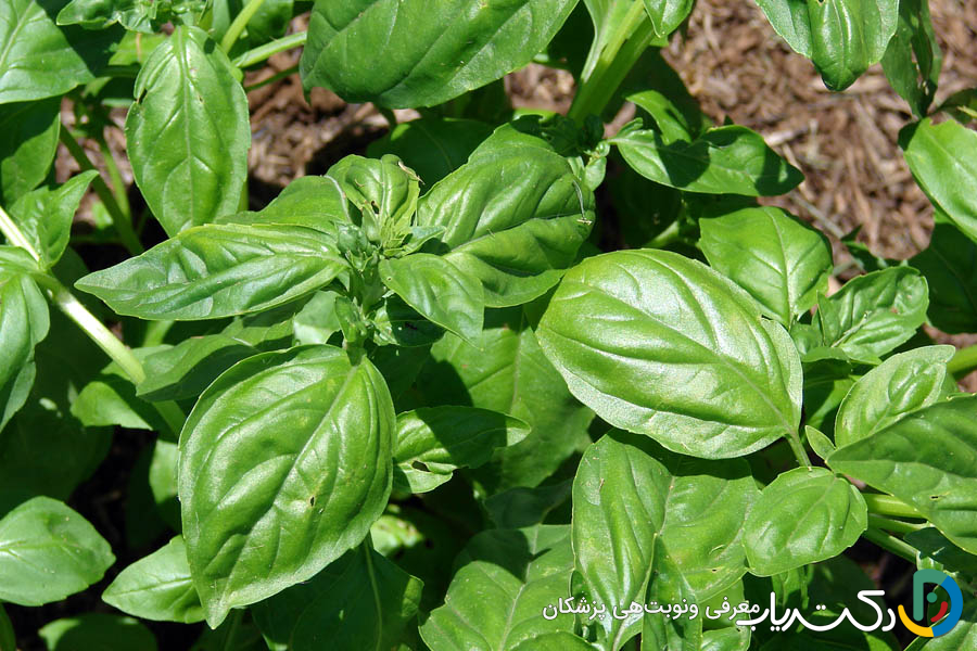 خواص ریحان برای رحم