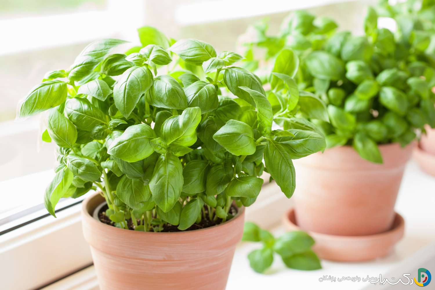 خواص ریحان برای معده