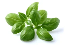 خواص ریحان برای کلیه