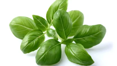 خواص ریحان برای کلیه