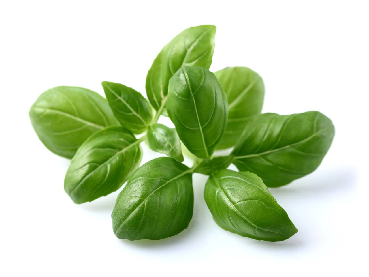 خواص ریحان برای کلیه
