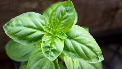 خواص ریحان برای قلب