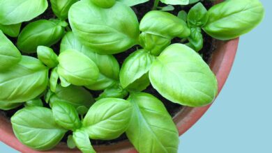 خواص ریحان برای کبد