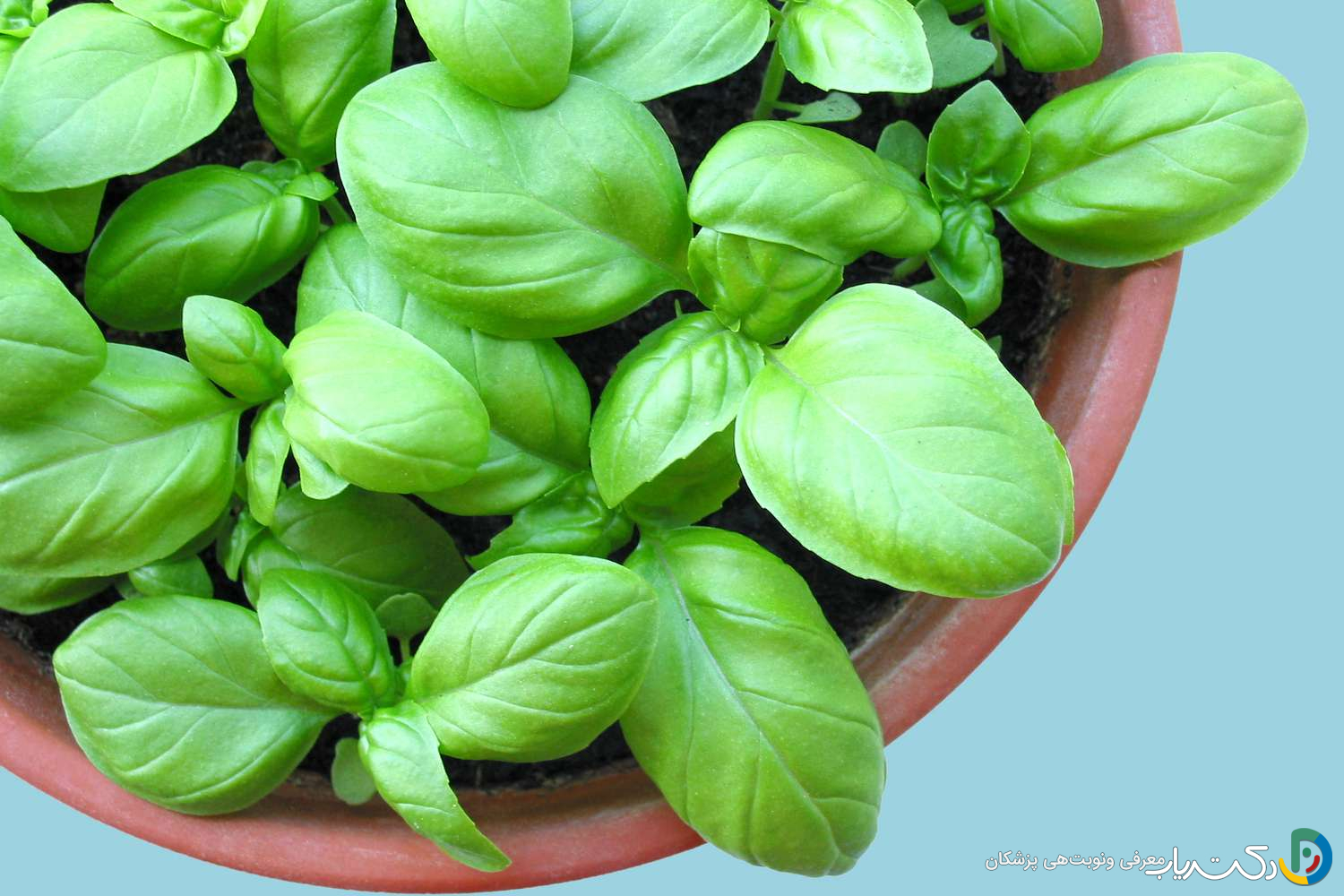 خواص ریحان برای کبد