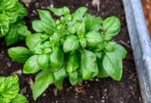 خواص ریحان برای عفونت