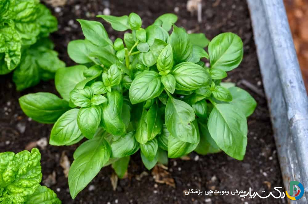 خواص ریحان برای عفونت