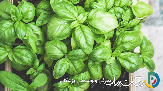 خواص ریحان برای زنان