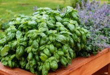 خواص ریحان برای بدن