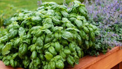 خواص ریحان برای بدن