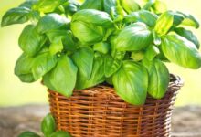 خواص ریحان برای پوست